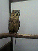 P1000102_THUMB.GIF