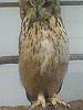 P1000104_THUMB.GIF