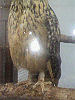 P1000105_THUMB.GIF
