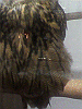P1000106_THUMB.GIF