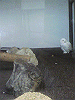 P1000109_THUMB.GIF