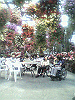 P1000114_THUMB.GIF